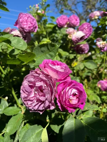 $949,000 | 644 Piezzi Road, Santa Rosa, CA 95401