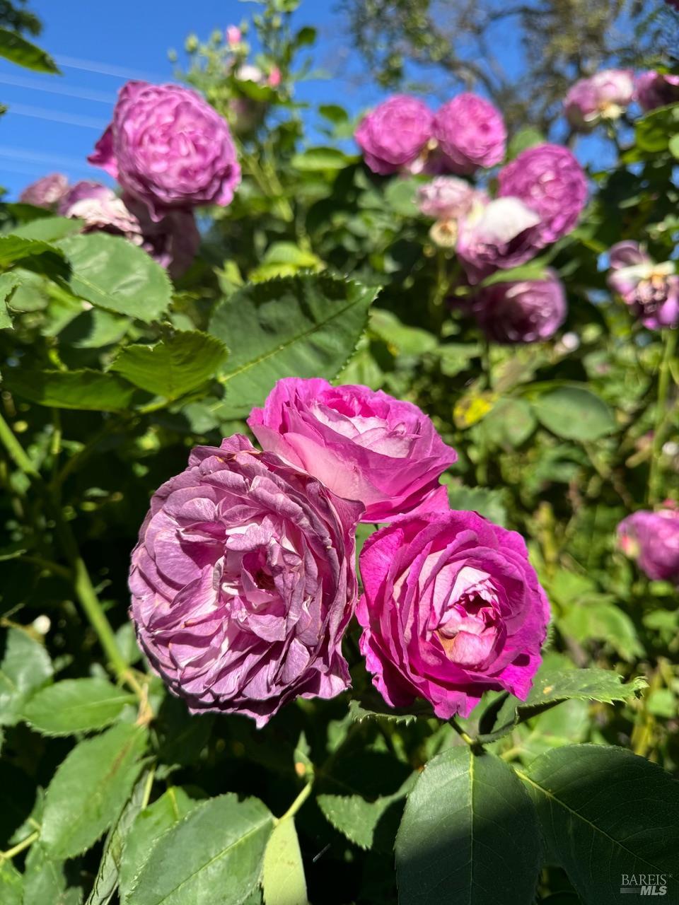 644 Piezzi Road Santa Rosa, CA 95401 - Photo 52 of 63 a view of a flower in a garden