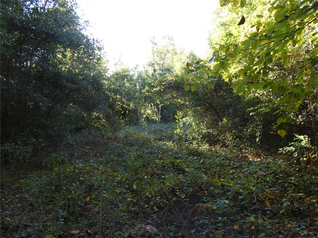 13701 Mockingbird Lane Citra, FL 32113 - Photo 5 of 10 a view of a forest with a tree
