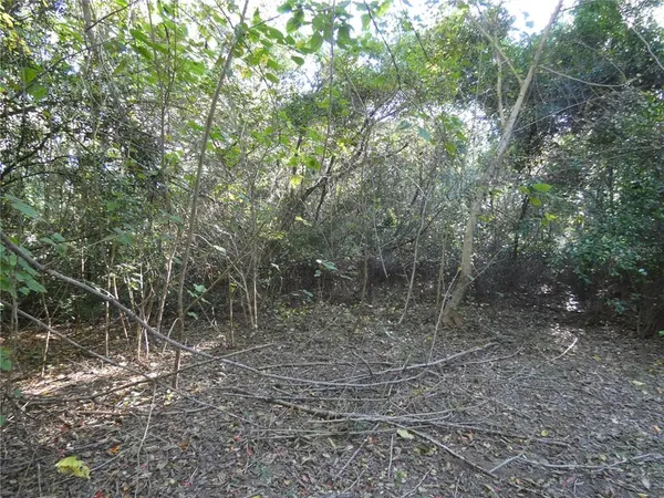 a view of a forest with trees in the background