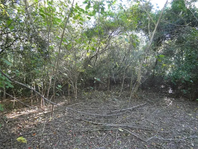 a view of a forest with trees in the background