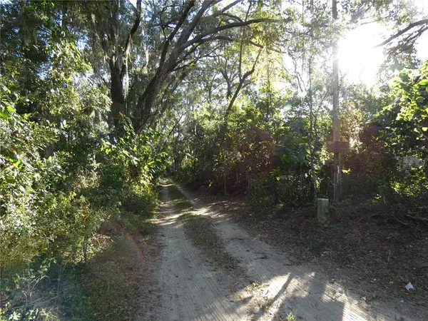 a view of a forest with trees