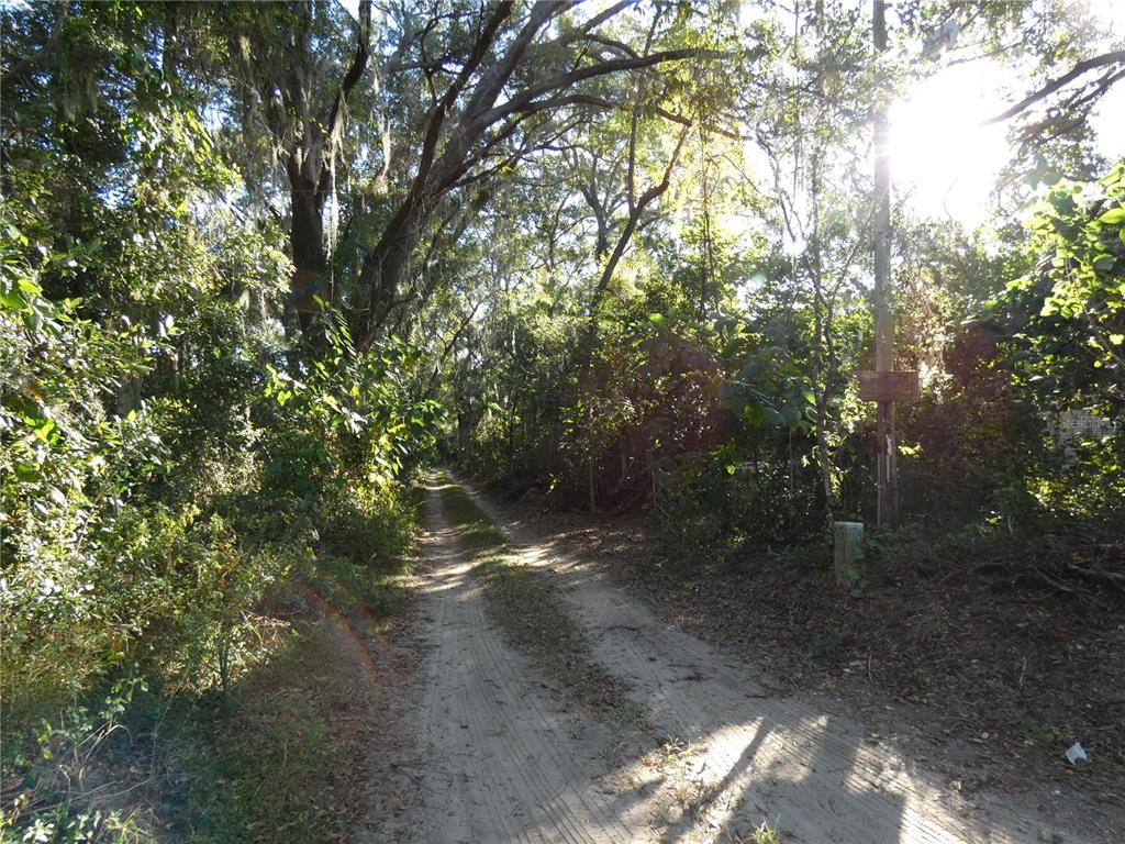 13701 Mockingbird Lane Citra, FL 32113 - Photo 9 of 10 a view of a forest with trees