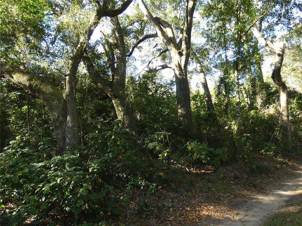 13701 Mockingbird Lane Citra, FL 32113 - Photo 10 of 10 a view of a yard with a tree