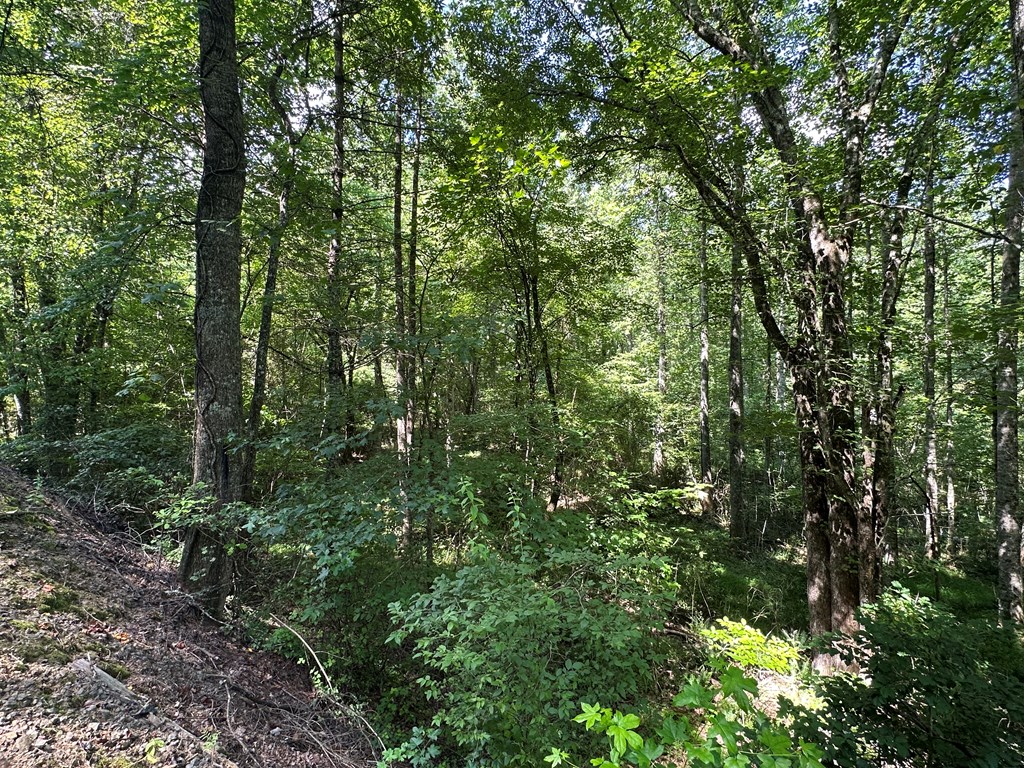 0 Choctaw Ridge Trail Murphy, NC 28906 - Photo 11 of 19