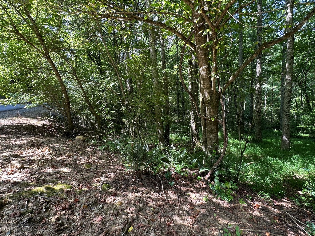 0 Choctaw Ridge Trail Murphy, NC 28906 - Photo 8 of 19