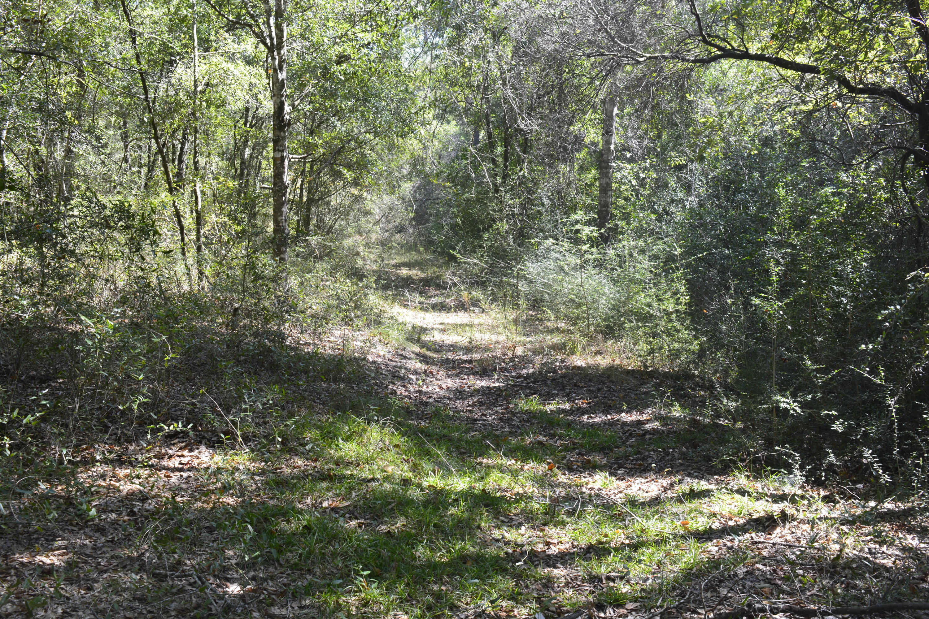 32-acres Aplin Road Crestview, FL 32539 - Photo 3 of 20 Beautiful shaded areas