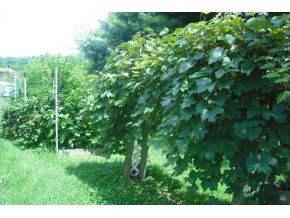 305 Hemlock Road Bristol, TN 37620 - Photo 13 of 16 Grapevines Blackberries
