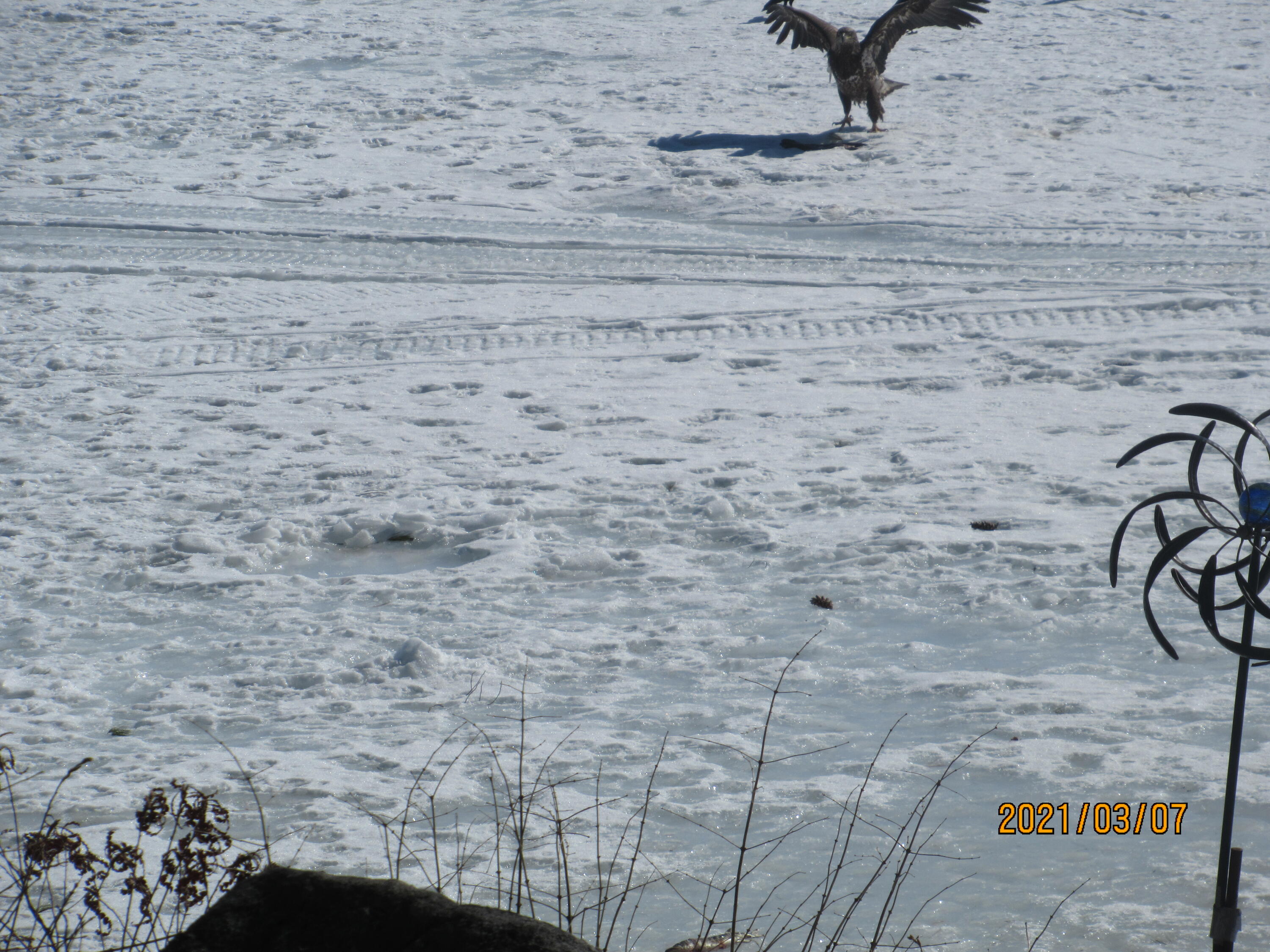 8 Hollow Point Road Casco, ME 04015 - Photo 41 of 43 Eagle (3)