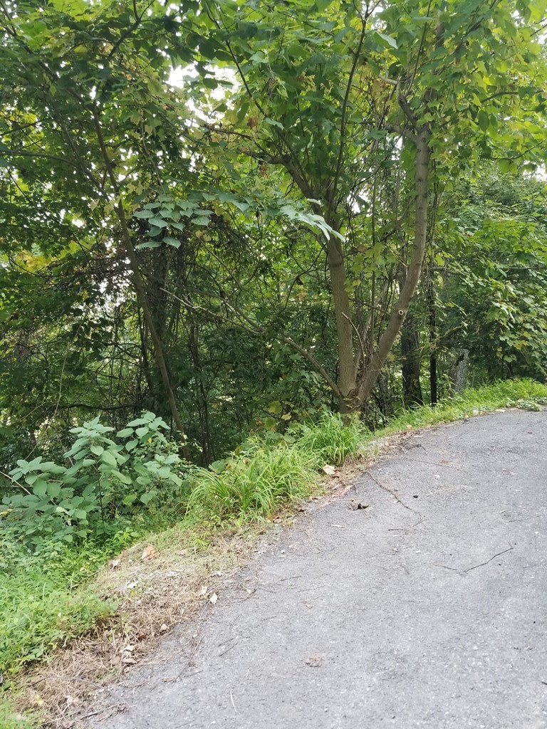 1 Overholt Trail Sevierville, TN 37862 - Photo 2 of 7