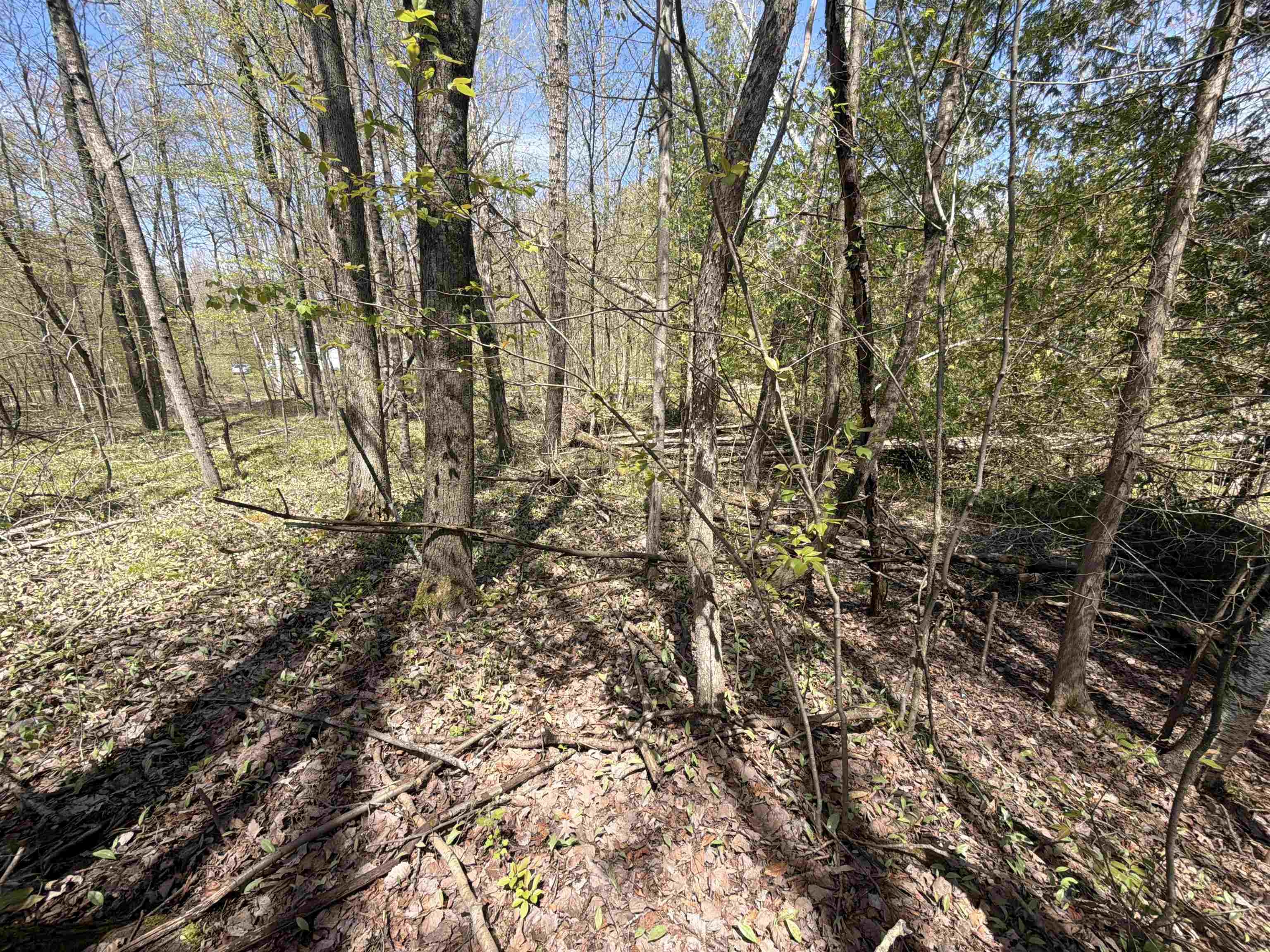 11310 West Rosebush Road Weidman, MI 48893 - Photo 8 of 12