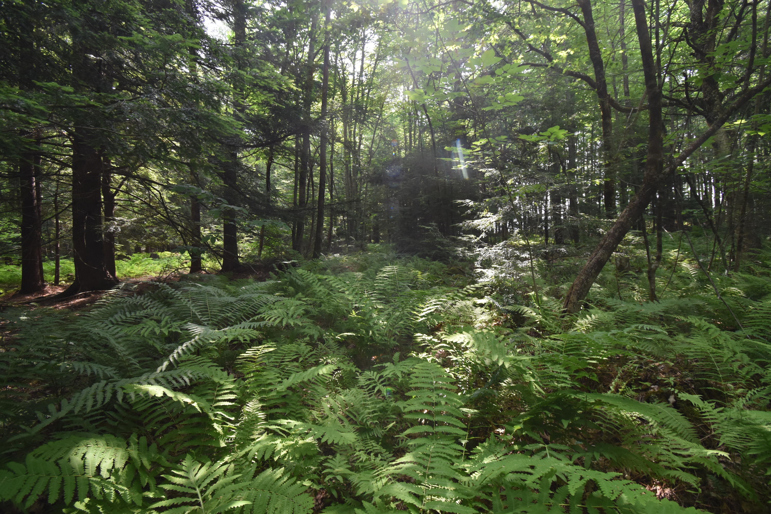 0 Rodrigue Lane Readfield, ME 04355 - Photo 51 of 51 DSC_0565 - Copy