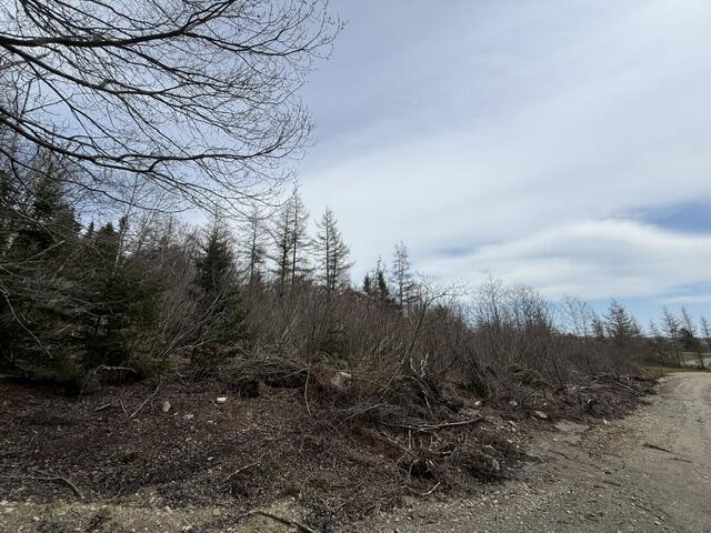 Lot 4 Holmes Bay Farms Road Whiting, ME 04691 - Photo 6 of 18 IMG_9159