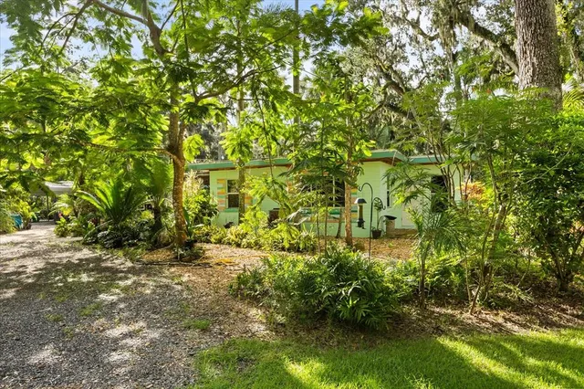 a view of a tree with a plant