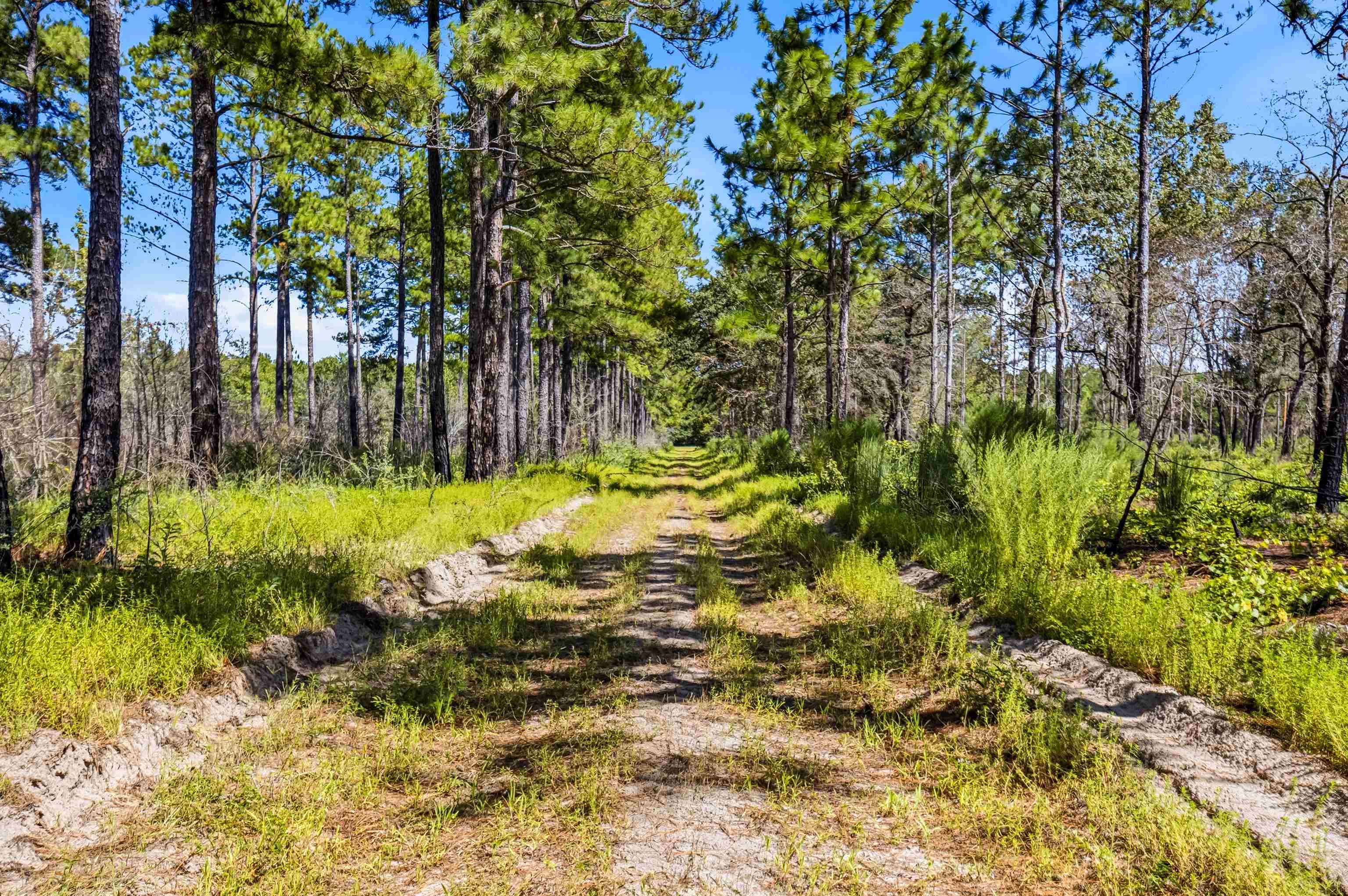 1569 Dave Plowden Pond Road Manning, SC 29102 - Photo 12 of 92 Gallery Image 12