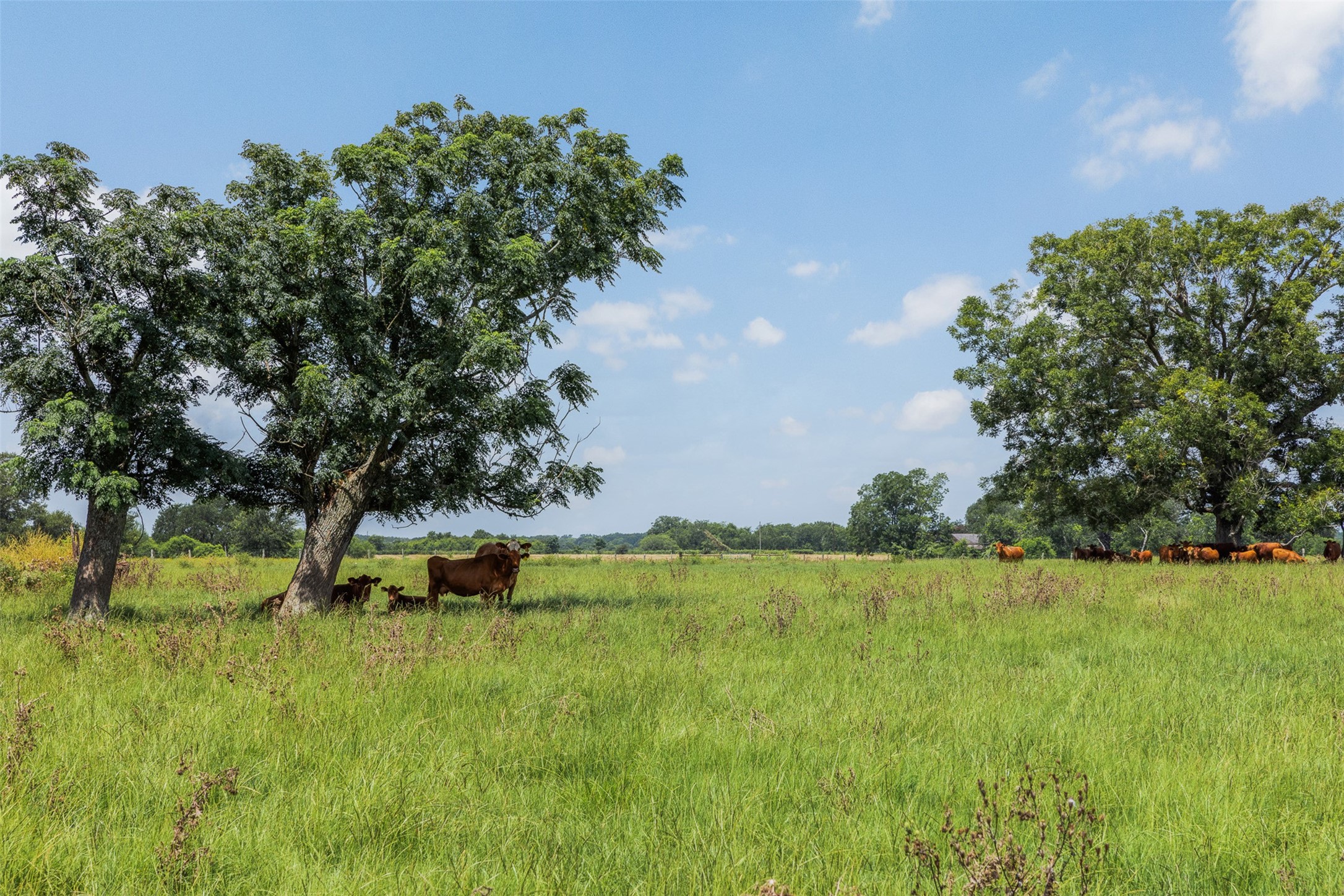 4231 Johnston Road Wallis, TX 77485 - Photo 34 of 50 Gallery Image 34