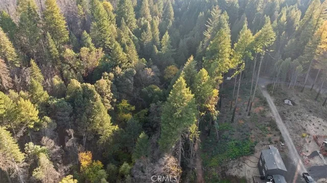 a view of a forest with plants and trees