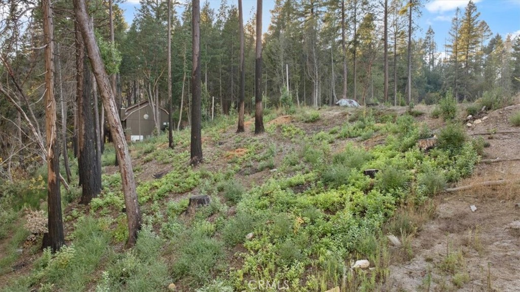 0 Path In The Woods Berry Creek, CA 95916 - Photo 6 of 30 a view of forest