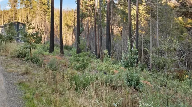 a view of a forest with trees and bushes