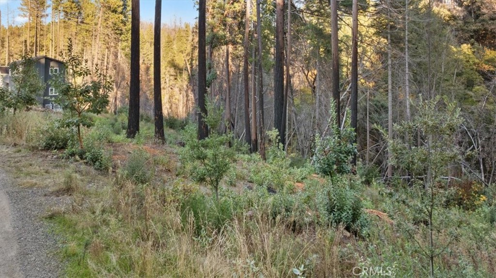 0 Path In The Woods Berry Creek, CA 95916 - Photo 8 of 30 a view of a forest with trees and bushes