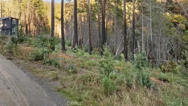 a close up of a lush green forest