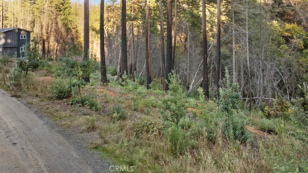0 Path In The Woods Berry Creek, CA 95916 - Photo 9 of 30 a close up of a lush green forest