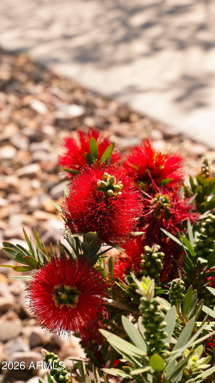 4159 East Cynthia Street Gilbert, AZ 85295 - Photo 64 of 66 47-web-or-mls-P1507468