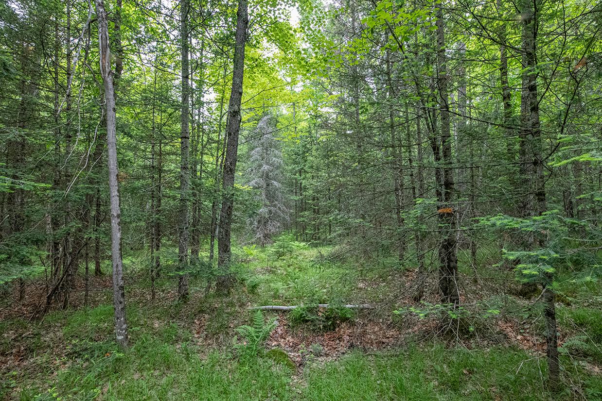 Off Monheim Road Conover, WI 54519 - Photo 11 of 28 Gallery Image 11