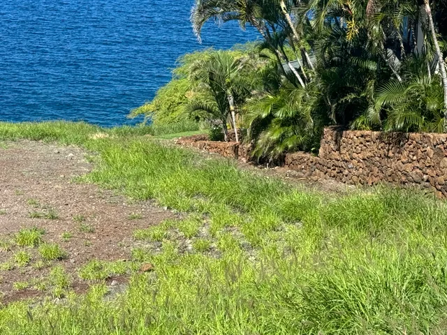 a view of a garden with plants