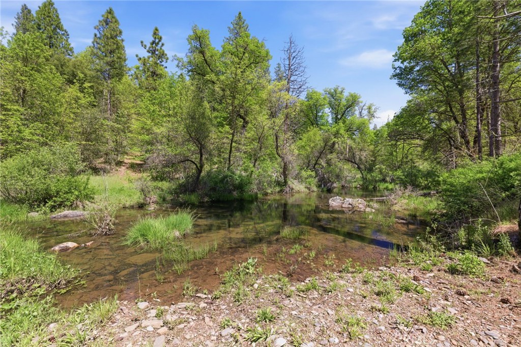 21552 Sprague Road West Groveland, CA 95321 - Photo 23 of 36 a view of a forest with trees in front of it