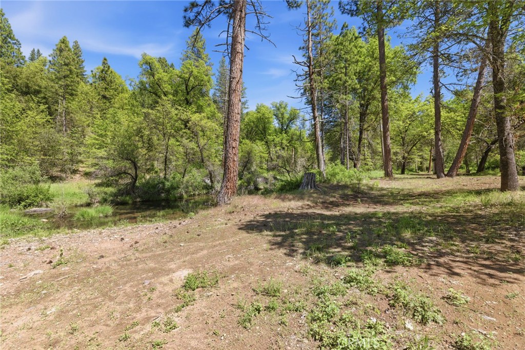 21552 Sprague Road West Groveland, CA 95321 - Photo 24 of 36 a view of a yard with plants and trees