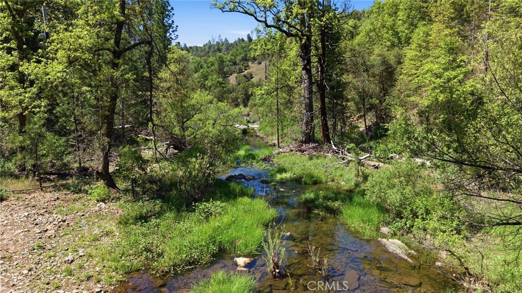 21552 Sprague Road West Groveland, CA 95321 - Photo 33 of 36 a view of a forest with a tree