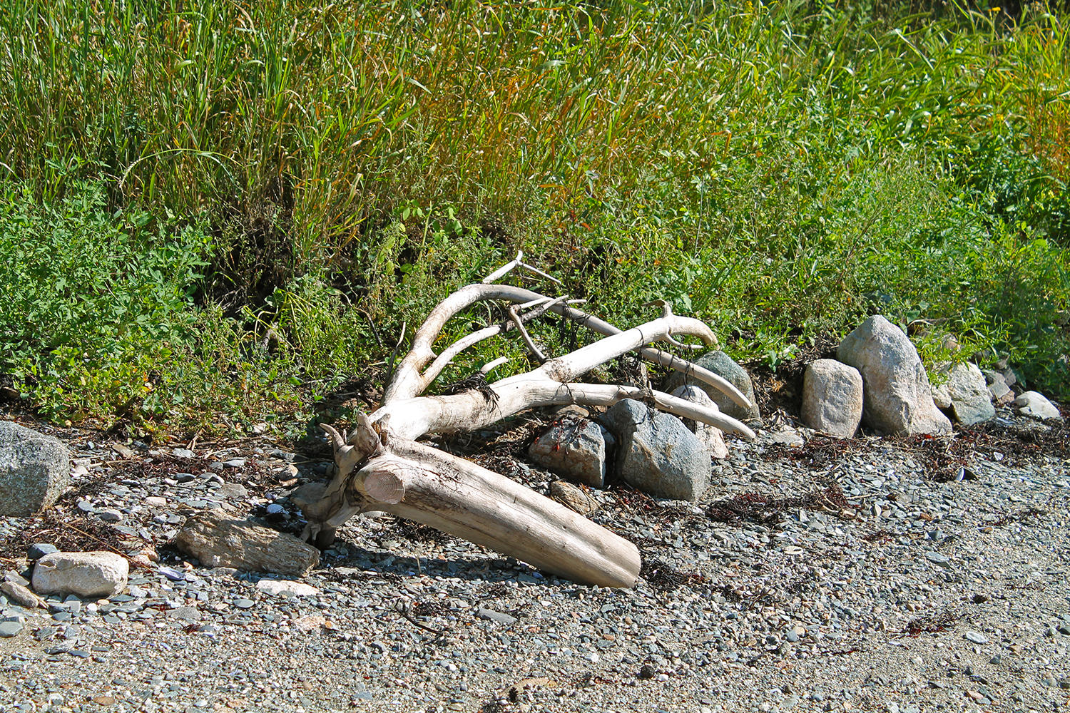 113 Lopaus Point Road Bernard, ME 04612 - Photo 4 of 23 Driftwood2