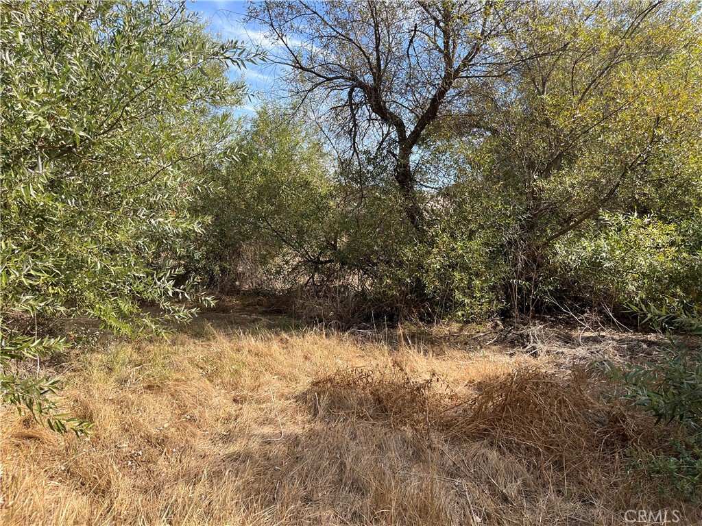 0 Menifee Road Murrieta, CA 92563 - Photo 19 of 20 a view of a yard with plants and trees