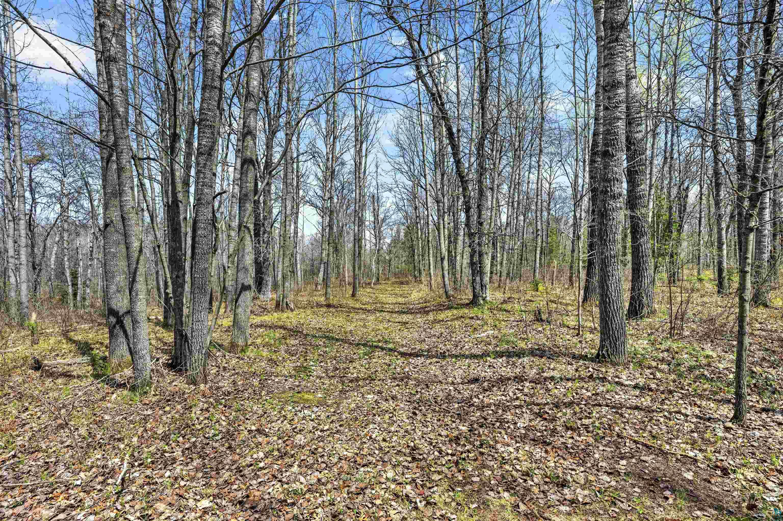 12235 East Crooked Lake Road Gordon, WI 54838 - Photo 36 of 48 Wooded lot featuring mature trees and a clear pathway