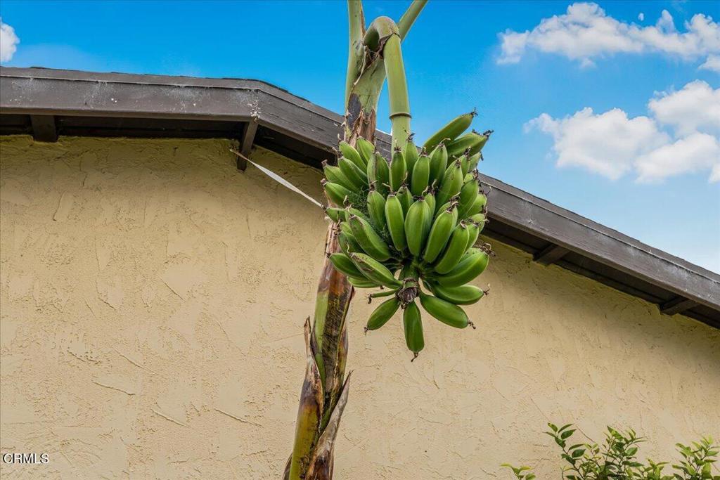 970 Laurel Street West Oxnard, CA 93033 - Photo 40 of 40 a close up of a plant