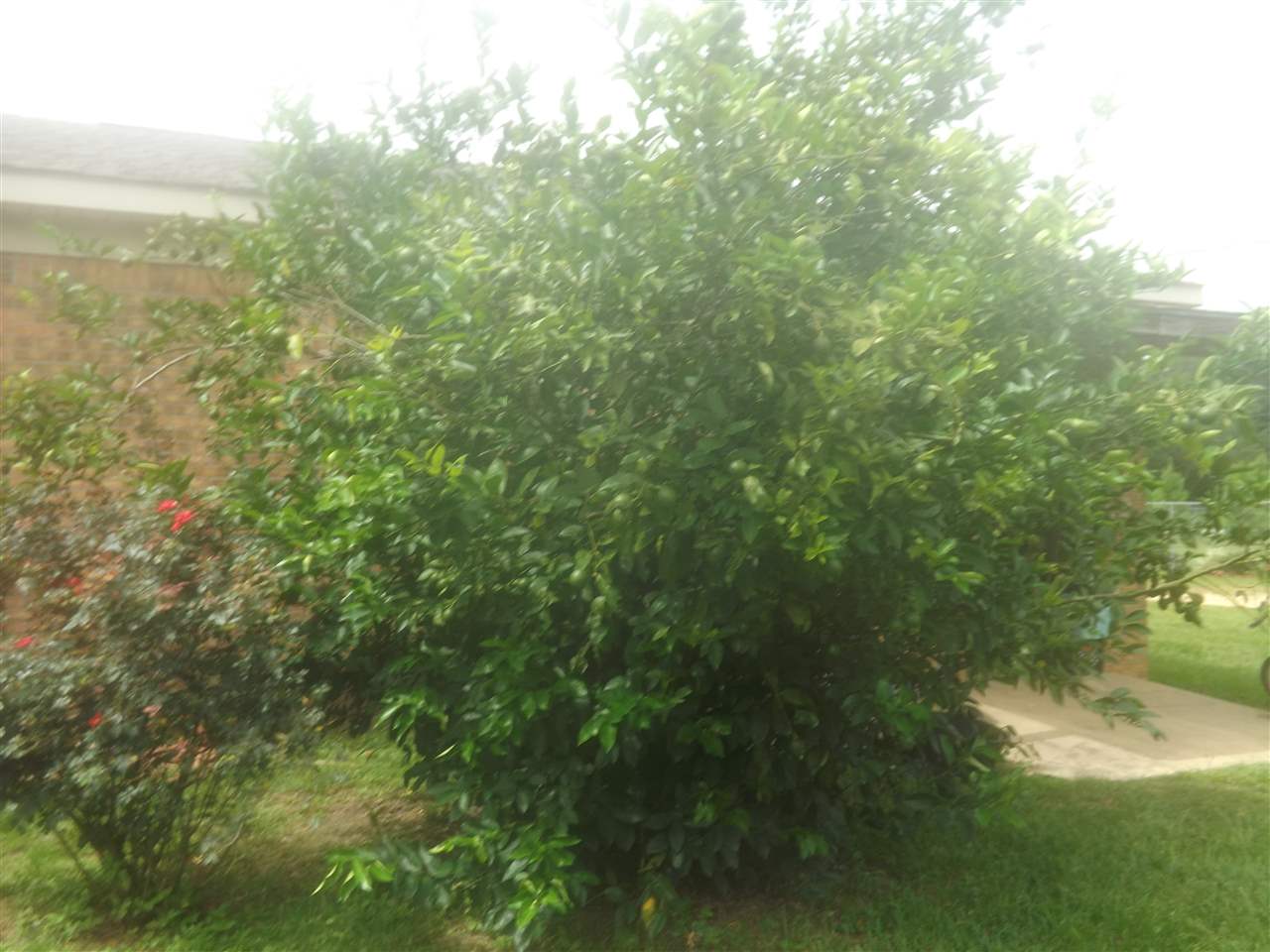 12965 Gum Swamp Road Fairhope, AL 36532 - Photo 18 of 19 lemon tree
