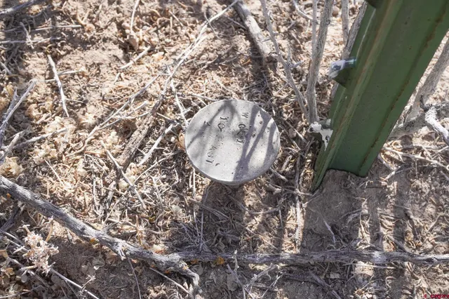 a view of a backyard with a tree
