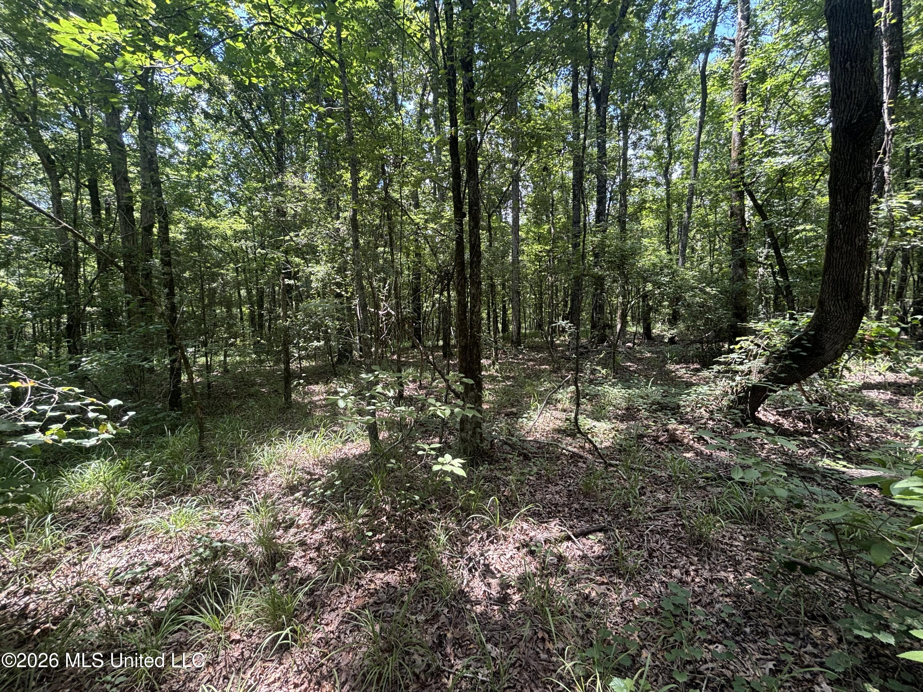 Firetower Road Camden, MS 39045 - Photo 10 of 12 IMG_4805