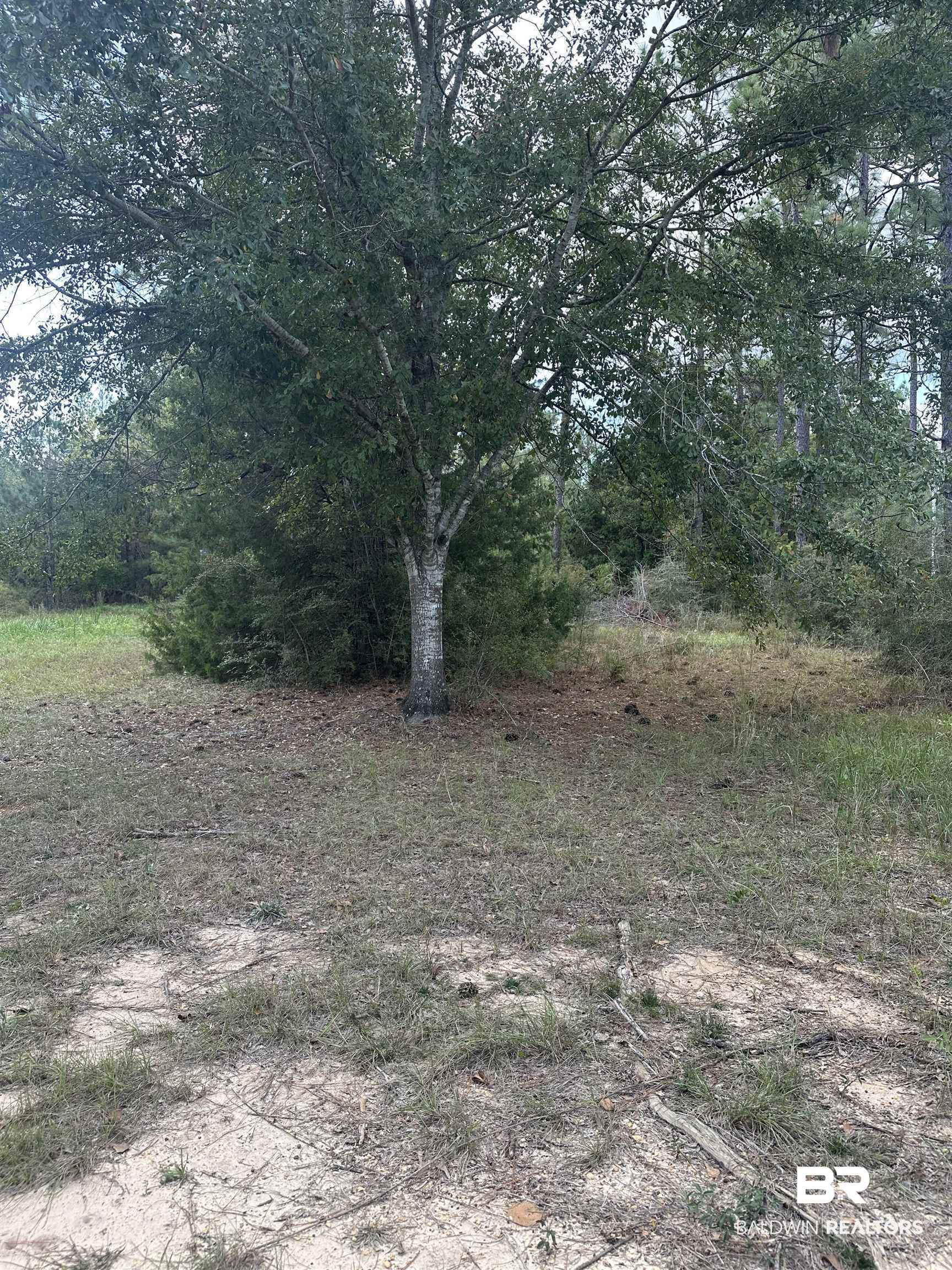 36291 County Road 39 Stapleton, AL 36578 - Photo 3 of 3 View of local wilderness
