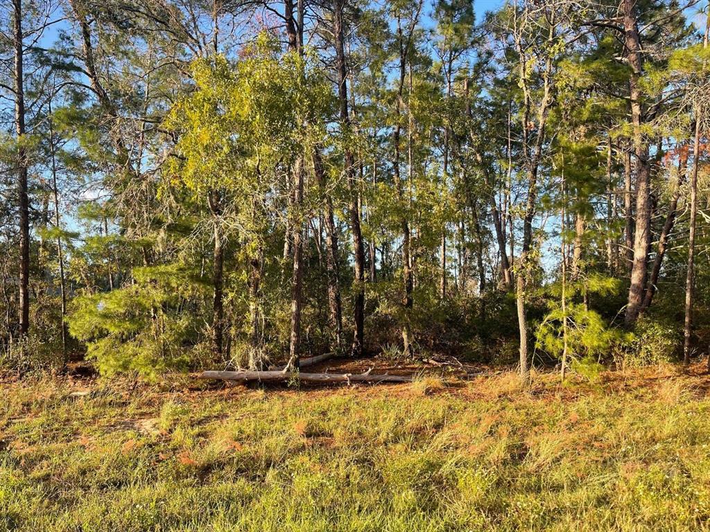 0 Southwest 157th Street Ocala, FL 34473 - Photo 4 of 5