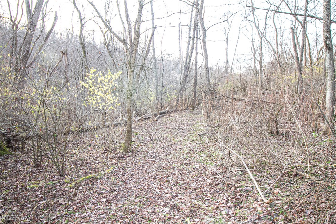 2 Whiskey Run Road Quaker City, OH 43773 - Photo 17 of 39 View of local wilderness