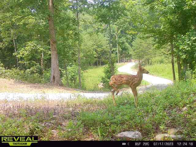 1020 Lower Cove Loop Dayton, TN 37321 - Photo 57 of 76 23ac8ef0-f5c5-4c62-b982-bbc6c046a300