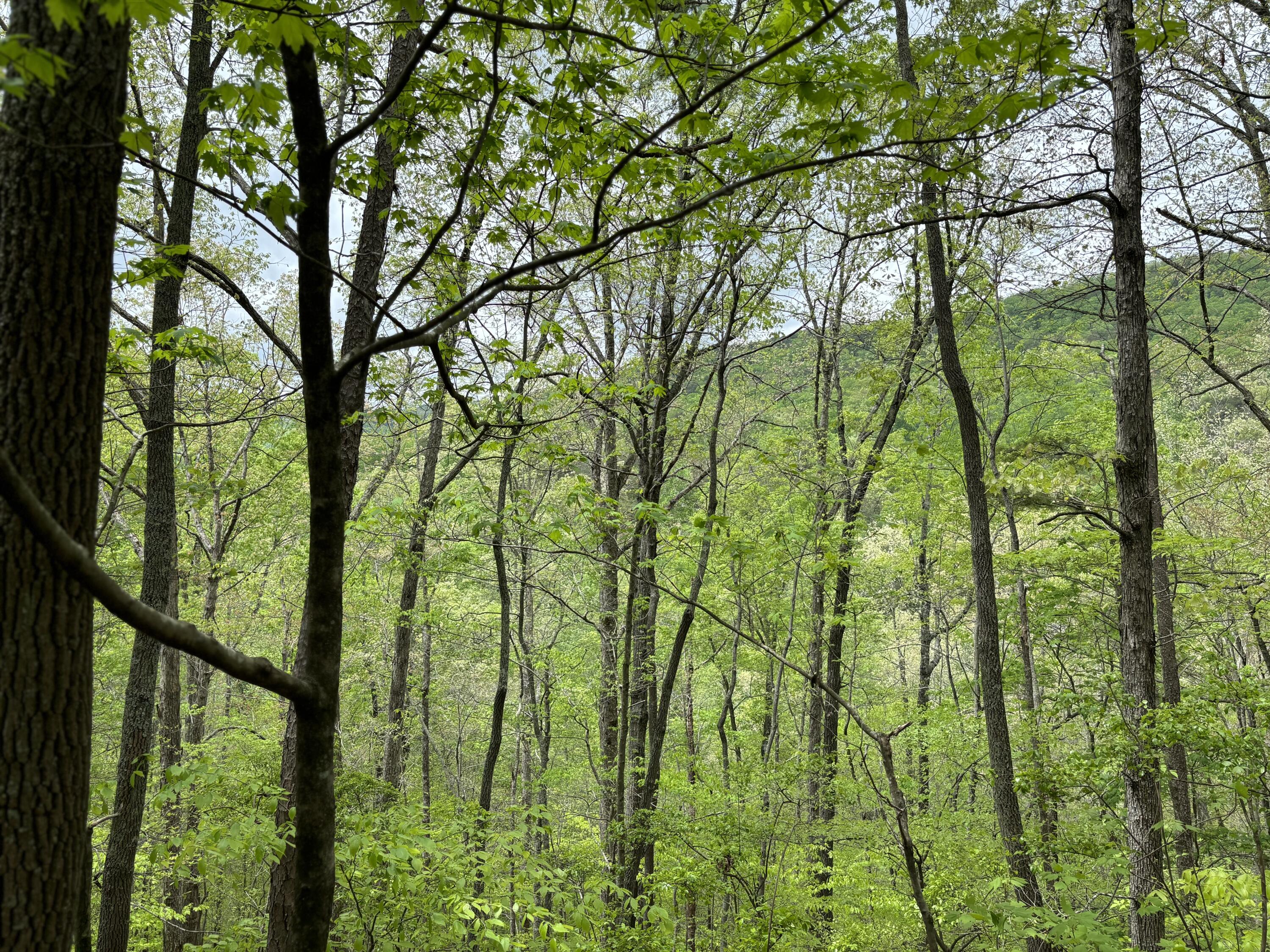 1020 Lower Cove Loop Dayton, TN 37321 - Photo 74 of 76 IMG_8952