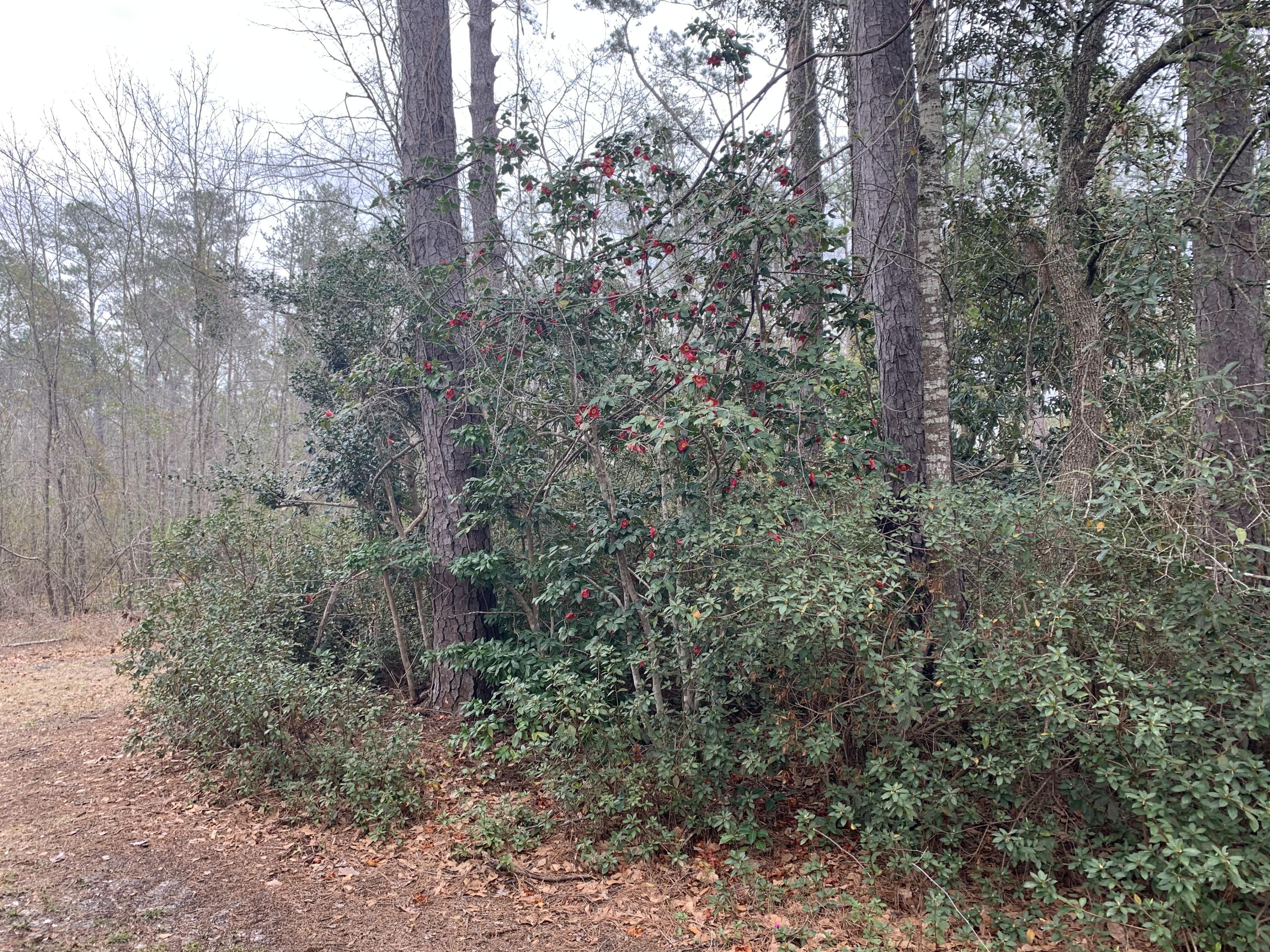 1160 State Rd S-15-233 Walterboro, SC 29488 - Photo 37 of 48 IMG_4678
