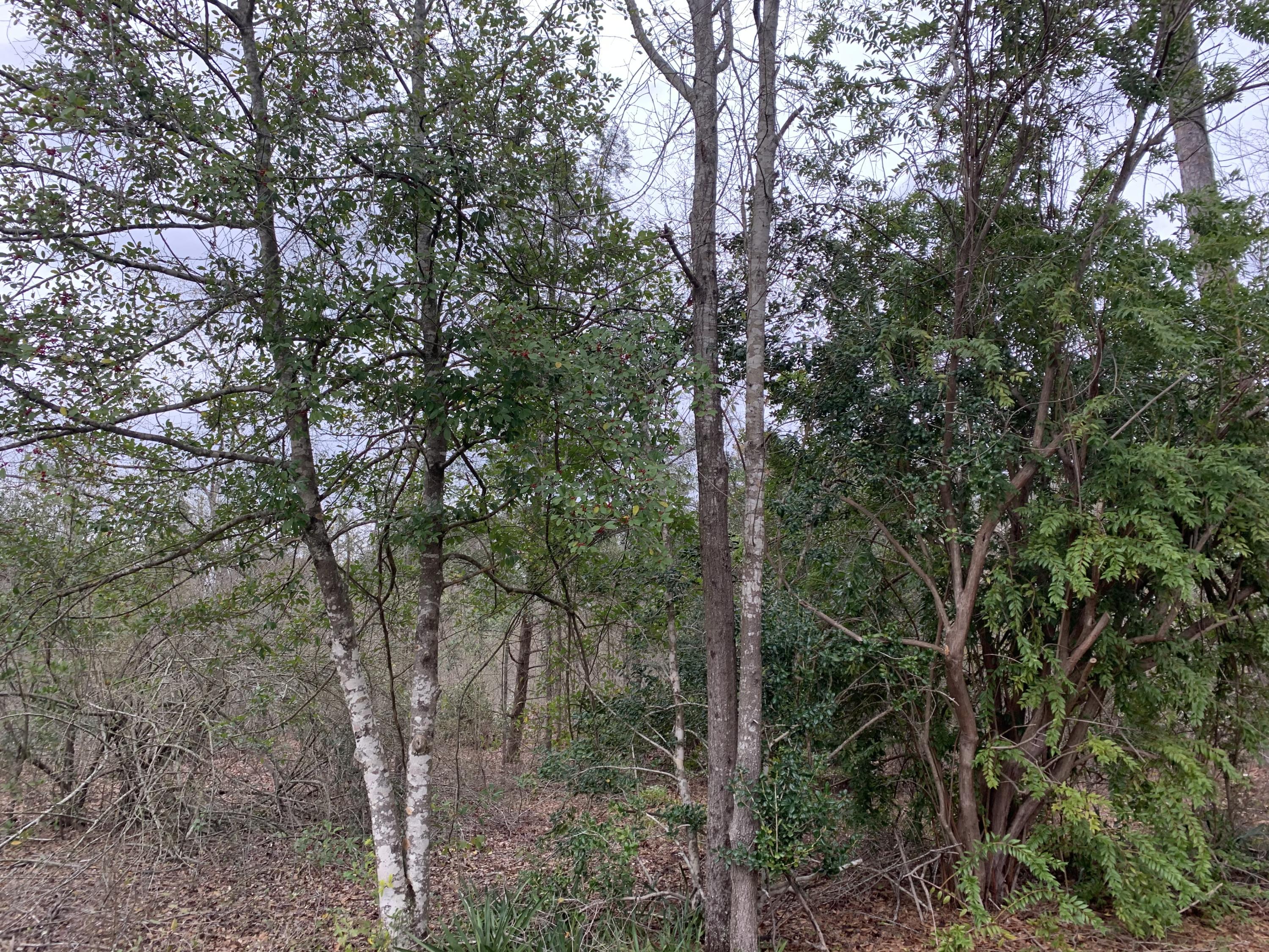 1160 State Rd S-15-233 Walterboro, SC 29488 - Photo 41 of 48 IMG_4719