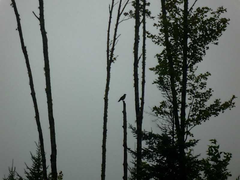 2077 Long Falls Dam Road, Unit 2 New Portland, ME 04961 - Photo 10 of 16 View. see the hawk????