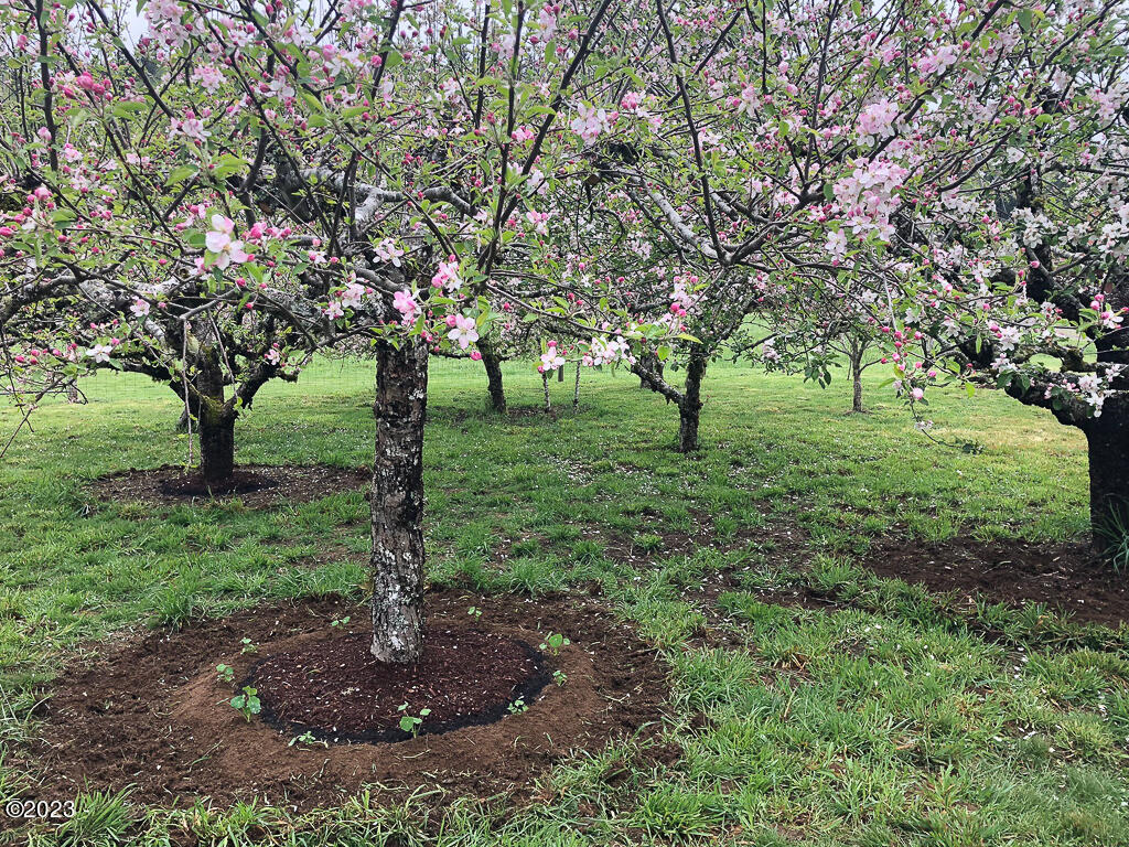 12319 Logsden Road Blodgett, OR 97326 - Photo 69 of 78 Fruit Trees