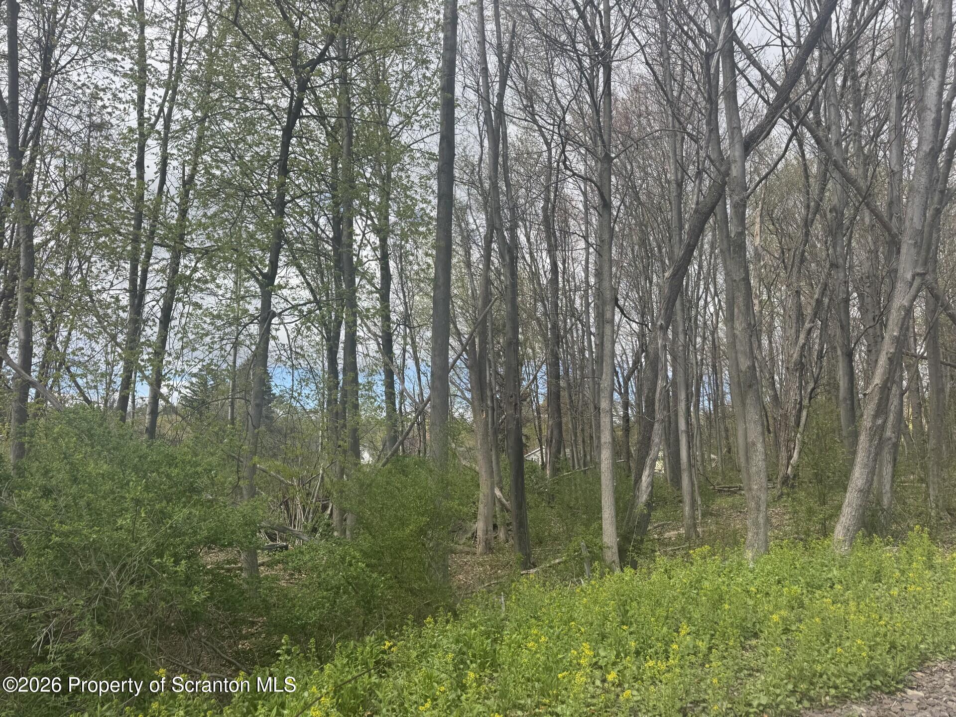 Fern Street Clarks Summit, PA 18411 - Photo 2 of 3 a view of lush green forest