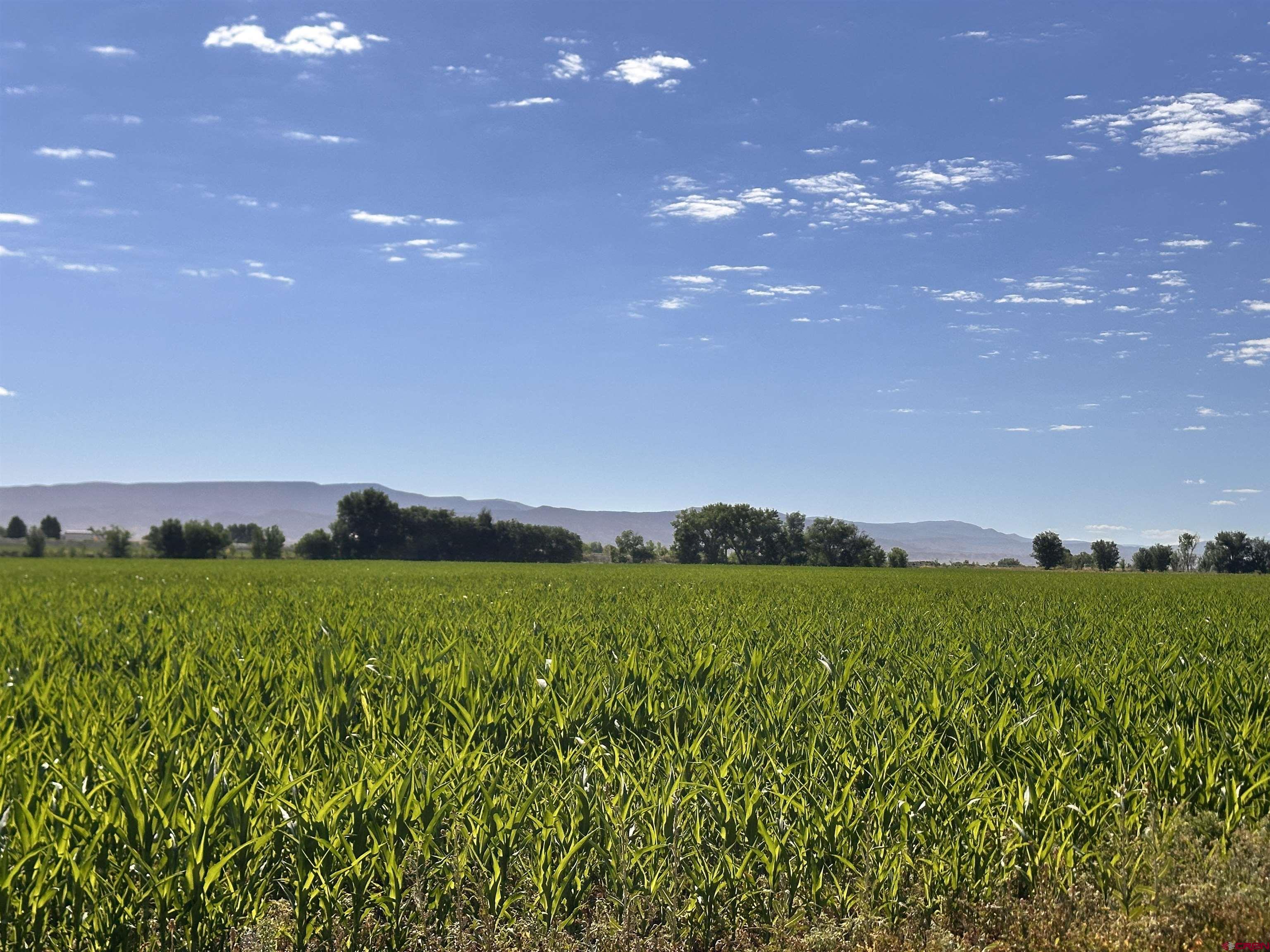Tbd 5675 Road Delta, CO 81416 - Photo 2 of 16 a view of a big yard with lots of green space and mountain view